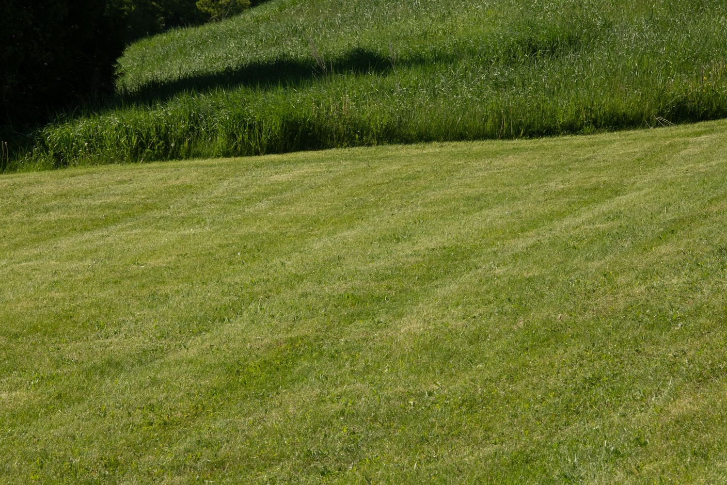Total Lawn recent work