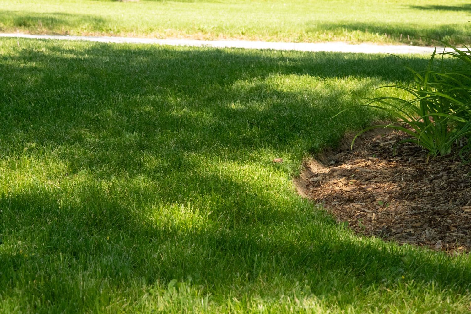 Total Lawn recent work